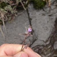 Cyanotis thwaitesii Hassk.